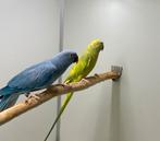 Halsband parkiet / halsbandparkieten koppel opaline bont, Dieren en Toebehoren, Vogels | Parkieten en Papegaaien