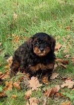 Kleine Dwergpoedel pups beschikbaar, Dieren en Toebehoren, Poedel, CDV (hondenziekte), 8 tot 15 weken, Meerdere