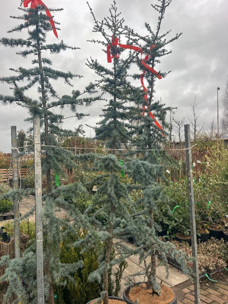 Blauwe Atlasceder, Cedrus  atlantica 'Glauca', Tuin en Terras, Planten | Bomen, Overige soorten, 100 tot 250 cm, Halfschaduw, Ophalen