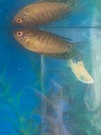 Twee mooie gourami vissen., Vis
