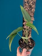 Burle Marx Flame, Huis en Inrichting, Kamerplanten, Ophalen of Verzenden, Halfschaduw, Minder dan 100 cm