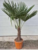4x Chinese Waaierpalm – Trachycarpus Fortunei – ca. 180 cm h, Tuin en Terras, Planten | Bomen, Halfschaduw, 100 tot 250 cm, Palmboom