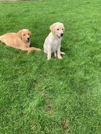 Blonde en red fox labrador pups, België, Rabiës (hondsdolheid), 8 tot 15 weken, Labrador retriever