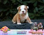 Unieke engelse Bulldog puppies – nu te reserveren, Dieren en Toebehoren, Honden | Bulldogs, Pinschers en Molossers, België, Fokker | Hobbymatig