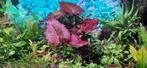 2 Pakketjes Aquarium planten met Tijgerlotus en Nymphoides, Ophalen of Verzenden, Nieuw, Plant(en), Steen of Hout