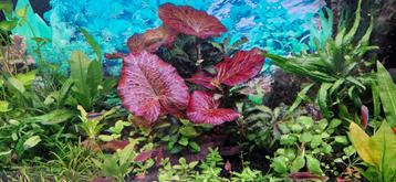 2 Pakketjes Aquarium planten met Tijgerlotus en Nymphoides beschikbaar voor biedingen