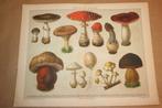 Antieke kleurenlitho - Giftige paddestoelen - Ca 1885 !!, Antiek en Kunst, Ophalen of Verzenden