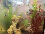 guppys, Dieren en Toebehoren, Vissen | Aquariumvissen, Vis, Zoetwatervis, Schoolvis