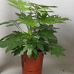 Fatsia Japonica - Vingerplant g31191