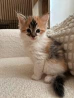 Maine Coone kittens, Dieren en Toebehoren, Katten en Kittens | Raskatten | Korthaar, Meerdere dieren, Ontwormd, 0 tot 2 jaar