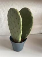 Opuntia Cactus - Prickly Pear, Volle zon, Vaste plant, Zomer, Ophalen