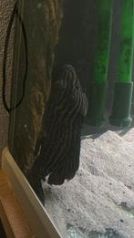 L027 rio tapajos, Dieren en Toebehoren, Ophalen of Verzenden, Zo goed als nieuw