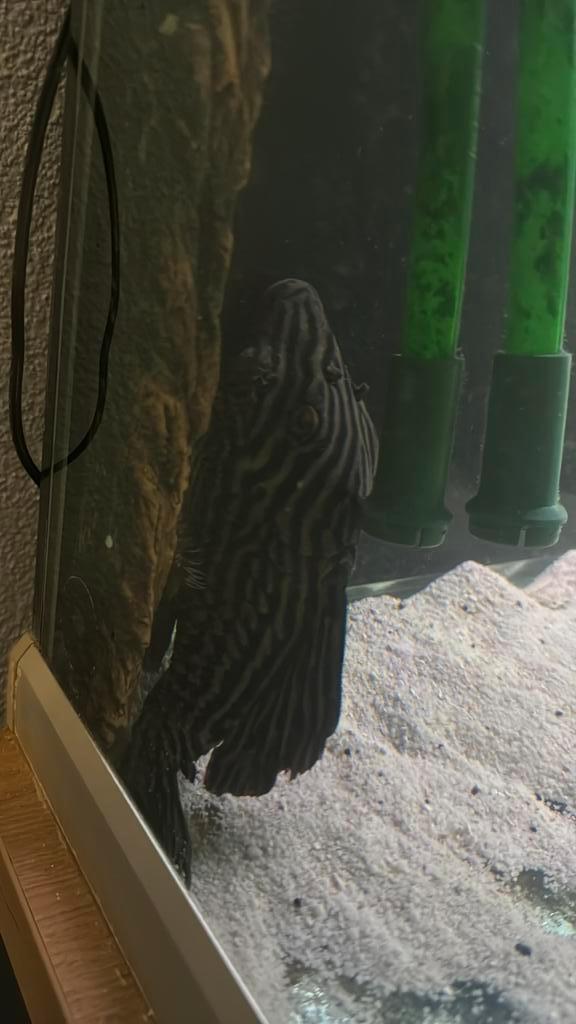 L027 rio tapajos, Dieren en Toebehoren, Reptielen en Amfibieën | Toebehoren, Zo goed als nieuw, Ophalen of Verzenden