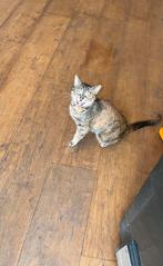 Poes bengaal/europeeskorthaar, Dieren en Toebehoren, Poes