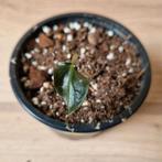 Alocasia 'Loco', Huis en Inrichting, Ophalen of Verzenden
