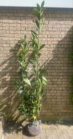 Prunus caucasica 170-180 (laurier), Tuin en Terras, Planten | Struiken en Hagen, Laurier, Ophalen of Verzenden, 100 tot 250 cm