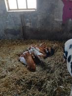 Biggen, Meerdere dieren, Varken