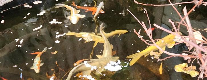 Koi vis vijver bestand alleen dit weekend €250, Dieren en Toebehoren, Vissen | Vijvervissen, Karper of Koi