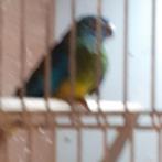 pop SPLENDIDPARKIET/WILDKLEUR=Nu voor 25,=, Dieren en Toebehoren, Vogels | Parkieten en Papegaaien, Vrouwelijk, Parkiet, Geringd