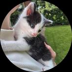 *** LIEVE KITTENS ***, Dieren en Toebehoren