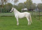 Lieve 12 jarige e pony merrie, Dieren en Toebehoren, Pony's, B, Dressuurpony, 11 jaar of ouder, Merrie