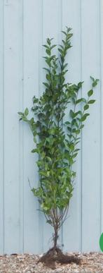 Ligustrum vulgare 40 t/m 80 cm wortelgoed, Ophalen, Liguster, Minder dan 100 cm