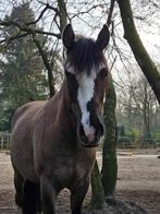 Criollo ruin 4,5 jaar, Dieren en Toebehoren, Paarden, Minder dan 160 cm, Ruin, 3 tot 6 jaar, Onbeleerd