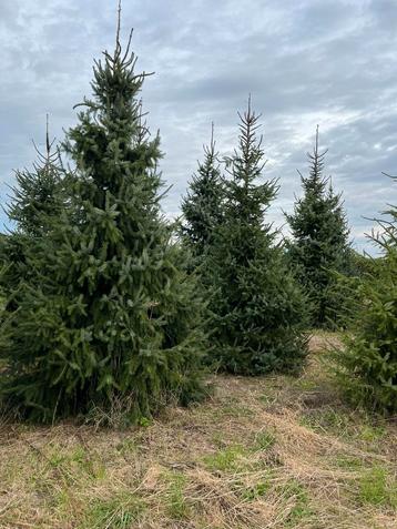 grote omorika kerstbomen  beschikbaar voor biedingen