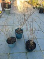 Granaatappel, Ophalen of Verzenden, Eenjarig, Groenteplanten, Volle zon