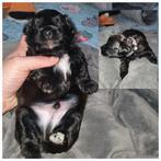 Poedel pups, Dieren en Toebehoren, Honden | Dekreuen, CDV (hondenziekte), 8 tot 15 weken, Meerdere, Meerdere dieren