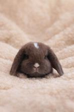 ❤Prachtige raszuivere minilop konijntjes handtam & knuffelig, Dieren en Toebehoren, Konijnen, Meerdere dieren, Dwerg, Hangoor