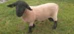 Suffolk dekram, Dieren en Toebehoren, Schapen, Geiten en Varkens, Mannelijk, Schaap