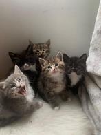 OP ZOEK NAAR EEN MANNELIJKE KAT OM MEE TE PAREN, Kater