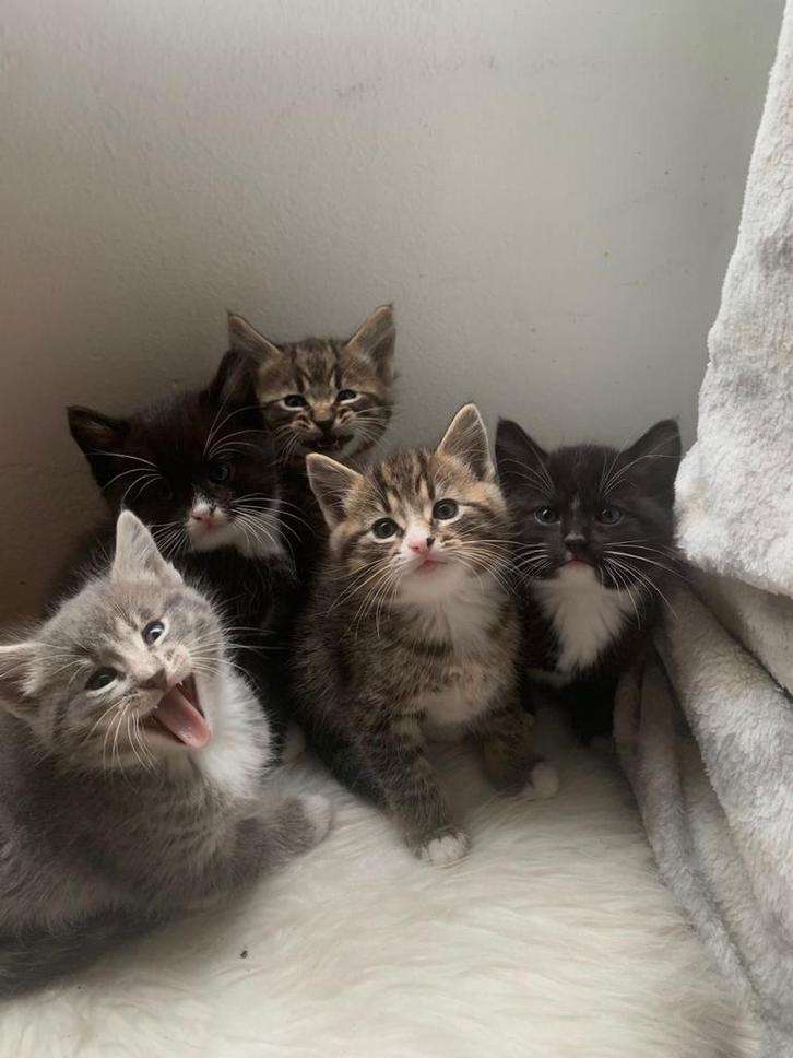 OP ZOEK NAAR EEN MANNELIJKE KAT OM MEE TE PAREN, Dieren en Toebehoren, Katten en Kittens | Raskatten | Langhaar, Kater