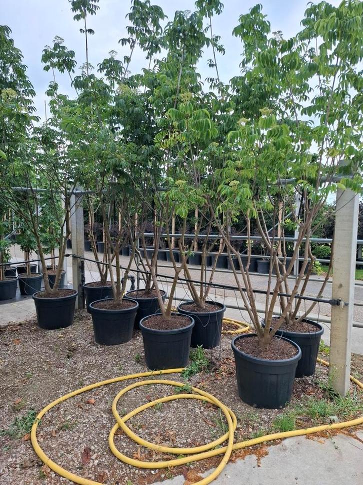 mooie grote meerstammige bijenboom Tetradium, Tuin en Terras, Planten | Bomen, Palmboom, Volle zon, Zomer, In pot, Ophalen