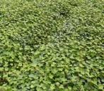 Hedera soorten in p9 pot, Ophalen, Bloeit niet, Klimplanten, Halfschaduw