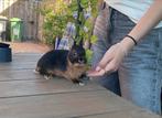 Lief jong kleurdwerg rammetje kleur tan, Dieren en Toebehoren, Konijnen, Mannelijk, Dwerg, 0 tot 2 jaar