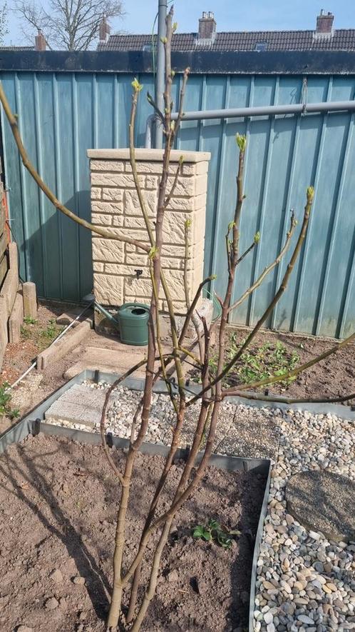 Vijgen boom met stuk of 5 takken en vijgen er op ziytten, Tuin en Terras, Planten | Fruitbomen, Vijgenboom, 100 tot 250 cm, Volle zon