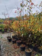 Amelanchier Lamarckii - 200cm, Tuin en Terras, Overige soorten, Lente, 100 tot 250 cm, Ophalen