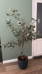 Nepplant inclusief pot, Huis en Inrichting, Ophalen of Verzenden, Zo goed als nieuw