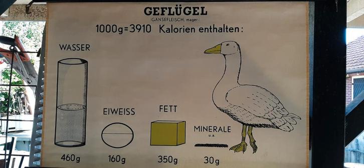 Antieke Schoolplaat Gans - Jaren '50, Antiek en Kunst, Antiek | Schoolplaten, Natuur en Biologie, Ophalen of Verzenden