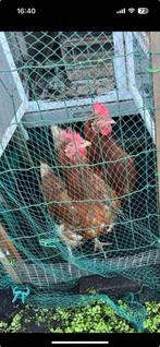 Legkippen 2 stuks, Dieren en Toebehoren, Vrouwelijk, Kip