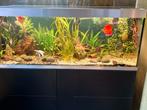 Oase Highline 600 zwart aqarium, Dieren en Toebehoren, Vissen | Aquaria en Toebehoren, Ophalen, Zo goed als nieuw, Gevuld zoetwateraquarium