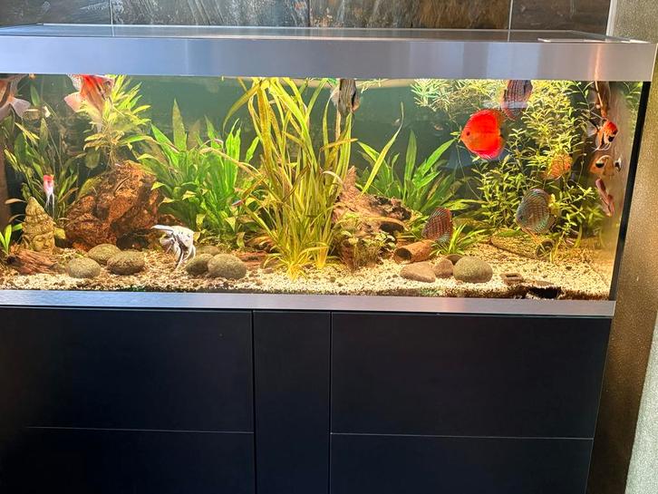 Oase Highline 600 zwart aqarium, Dieren en Toebehoren, Vissen | Aquaria en Toebehoren, Zo goed als nieuw, Gevuld zoetwateraquarium