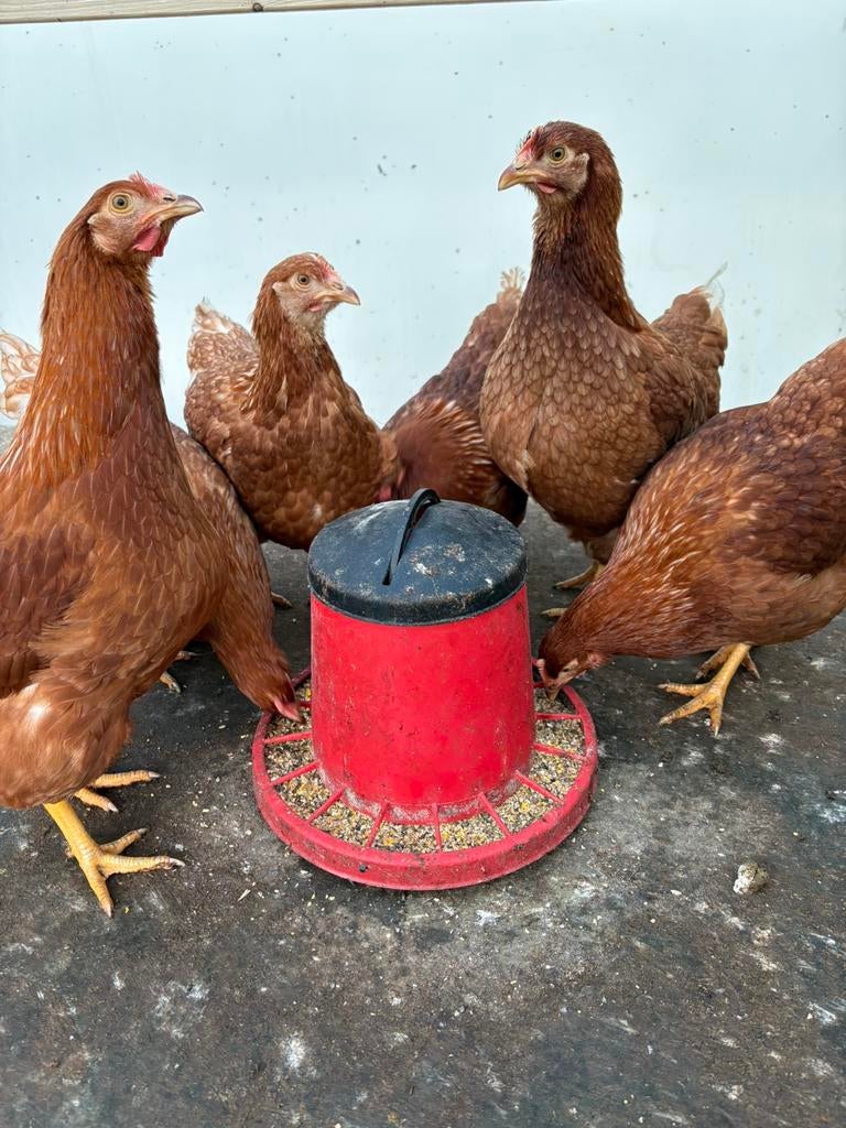 Lohmann legkip - legkippen - leghen - hennen, Dieren en Toebehoren, Pluimvee, Kip, Vrouwelijk