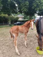 Gezocht! Weidegang evt met schuilstallen?, Dieren en Toebehoren, Stalling en Weidegang, Weidegang