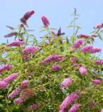 GRATIS Vlinderstruik roze, stek van 5 cm hoog, vaste plant, Volle zon, Vaste plant, Zomer, Ophalen