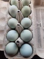 Broedeieren, Dieren en Toebehoren, Pluimvee, Geslacht onbekend, Kip