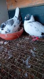 Te koop mooie koppel, Meerdere dieren, Overige soorten