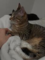 Lieve Eurpese korthaar, Ophalen of Verzenden, Zo goed als nieuw